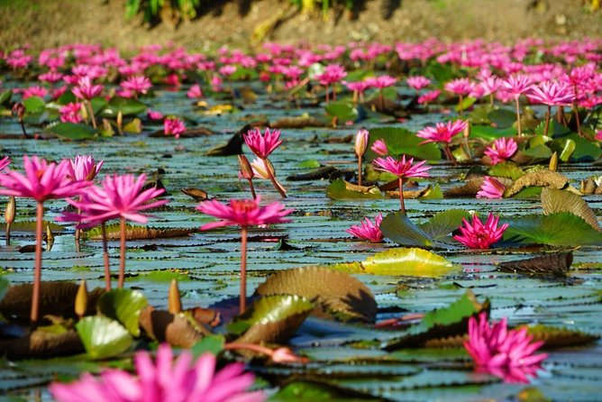 Red Lotus garden market with Thai culture halfday tour - Getting to Tung Bua Daeng from Central Bangkok