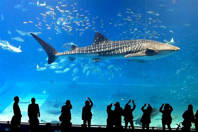 SEA LIFE Ocean World at Bangkok Admission Ticket - Watch Your Expectations, Especially About Whale Sharks