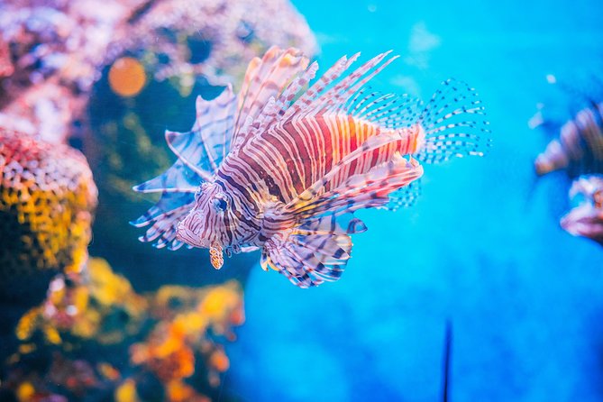 SEA LIFE Ocean World at Bangkok Admission Ticket - Clean Tanks, Well Maintained Spaces, and a Respectful Feel