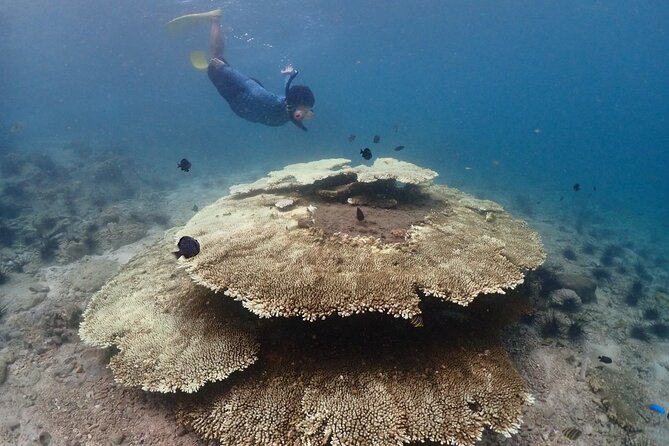 Snorkeling Full Day Experience from Bangkok - Price and value: speedboat, lunch, national park fee, and photo souvenirs